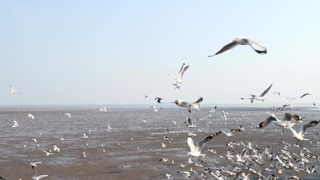 태국 푸사무트프라칸의 맹그로브 숲 위를 돌아다니는 4k 해파리