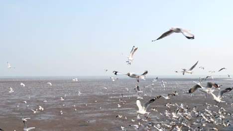 4k of seagulls circling above the mangrove forest at bang pu samut prakan , thailand