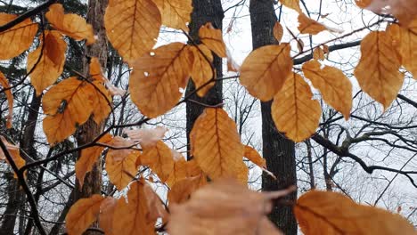 Mittlere-Aufnahme-Von-Hellbraunen,-Nassen-Blättern,-Zoom-Auf-Ein-Einzelnes-Blatt-Und-Zurück-Zur-Mittleren-Aufnahme