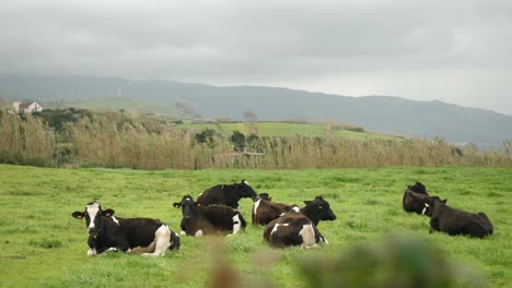 cows resting in the green grass in azores