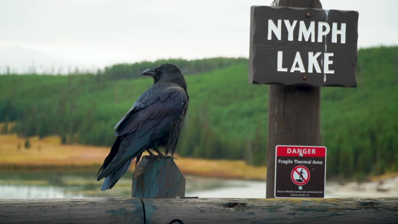 Corvo appollaiato su un palo vicino al lago Nymph fumante con un cartello ben visibile