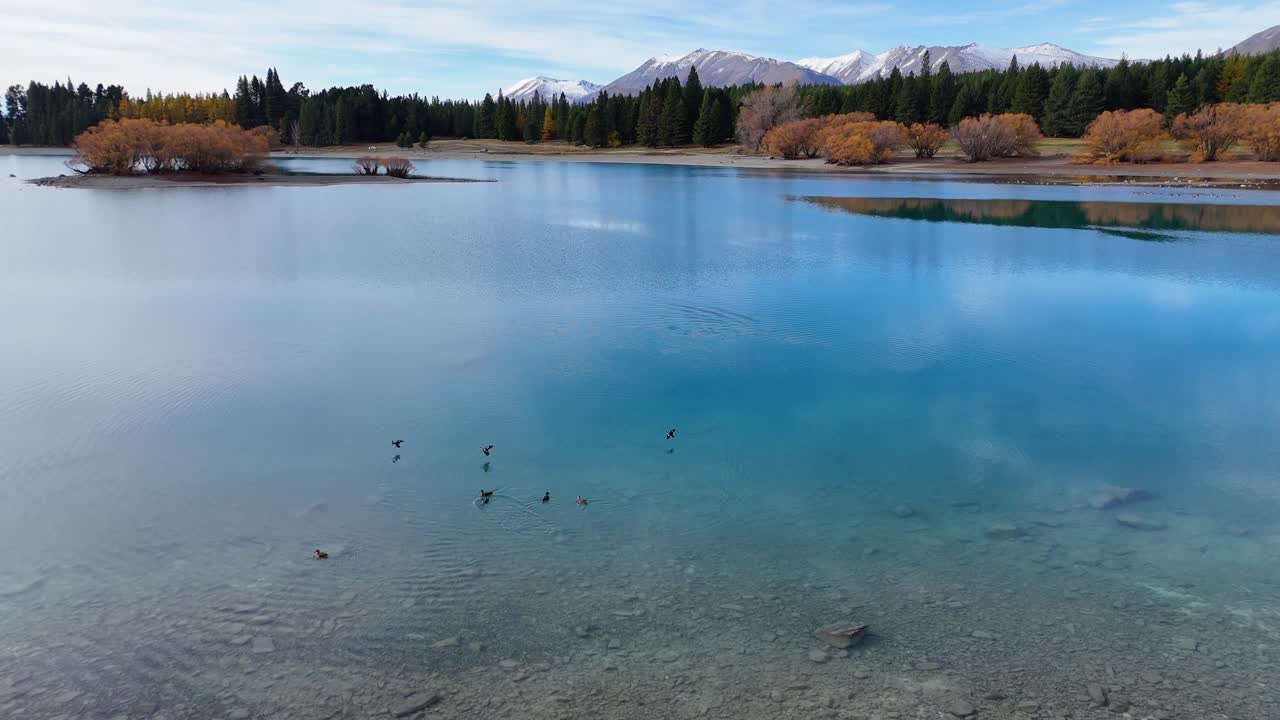 Aerial view of ducks gliding across Lake Tekapo's serene waters, surrounded by autumn foliage and distant mountains under soft lighting