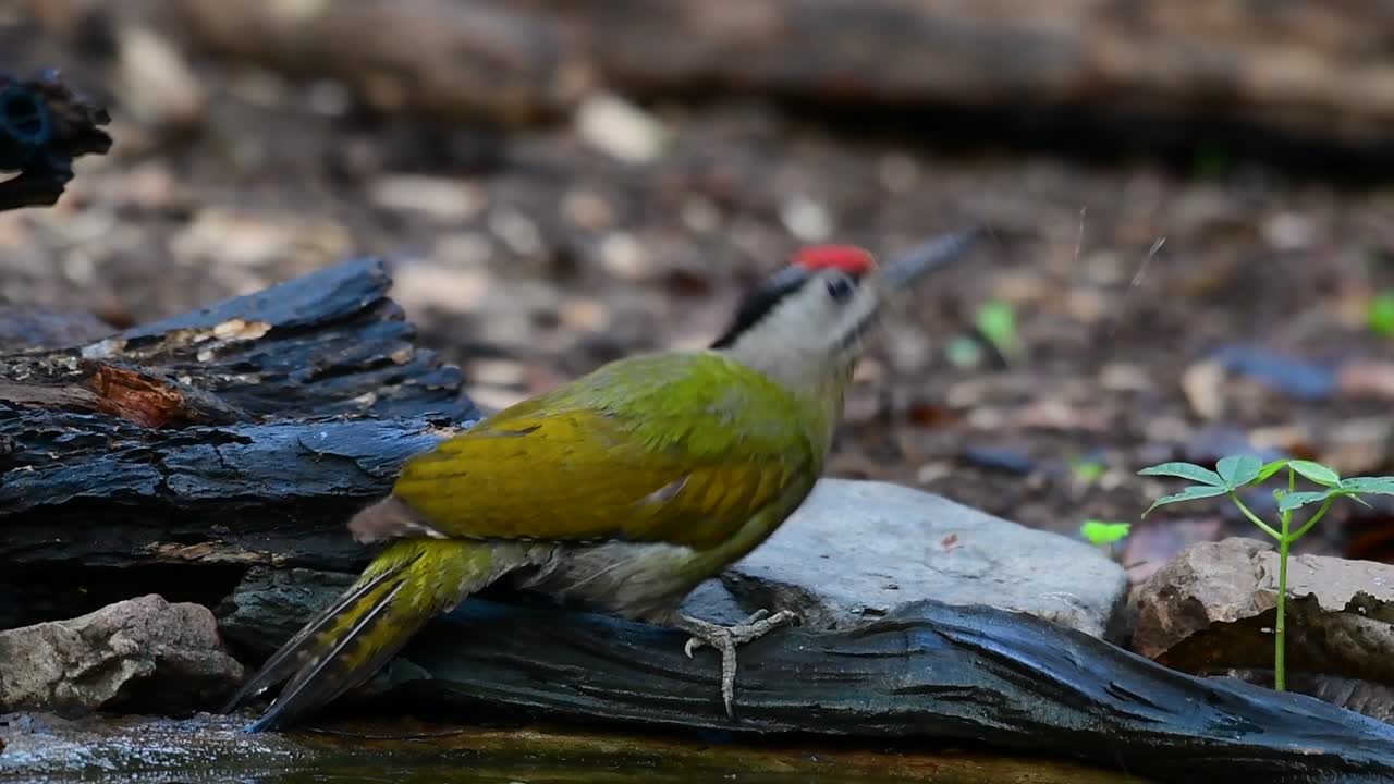 el pájaro carpintero de cabeza gris también se llama pájaro carpintero de cara gris se encuentra en muchos parques nacionales en tailandia y es muy particular en la elección de su hábitat para que prospere