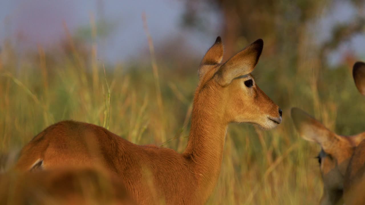 Young Uganda kobs (Kobus kob thomasi) forage alert in tall golden savanna grass at dawn within a protected game reserve, ears pricked, scanning distant horizon for predators under soft morning light