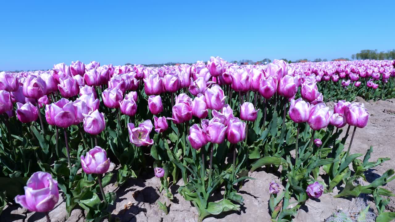 hermosos tulipanes rosados en las tierras de cultivo de tulipanes holandeses en primavera en hoeksche waard, países bajos