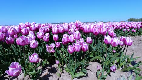 Hermosos-Tulipanes-Rosados-En-Tierras-De-Cultivo-De-Tulipanes-Holandeses-En-Primavera-En-Hoeksche-Waard,-Países-Bajos