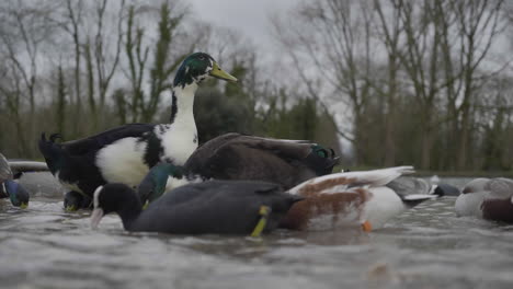 Ducks-in-a-pond-eating-food