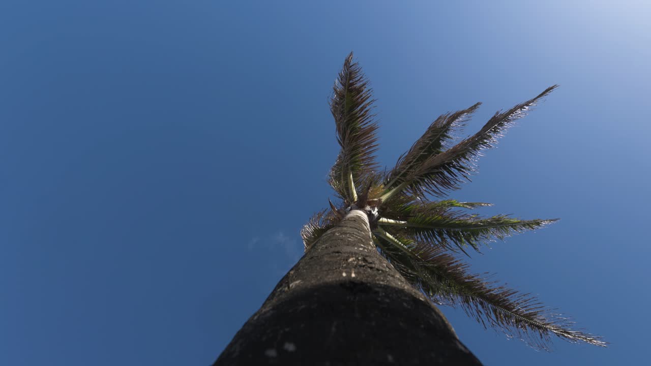 Looking Up at a Palm Tree Against a Bright Blue Sky