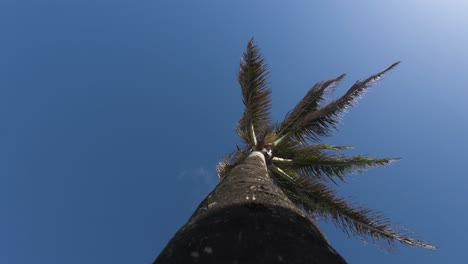 looking up at a palm tree against a bright blue sky