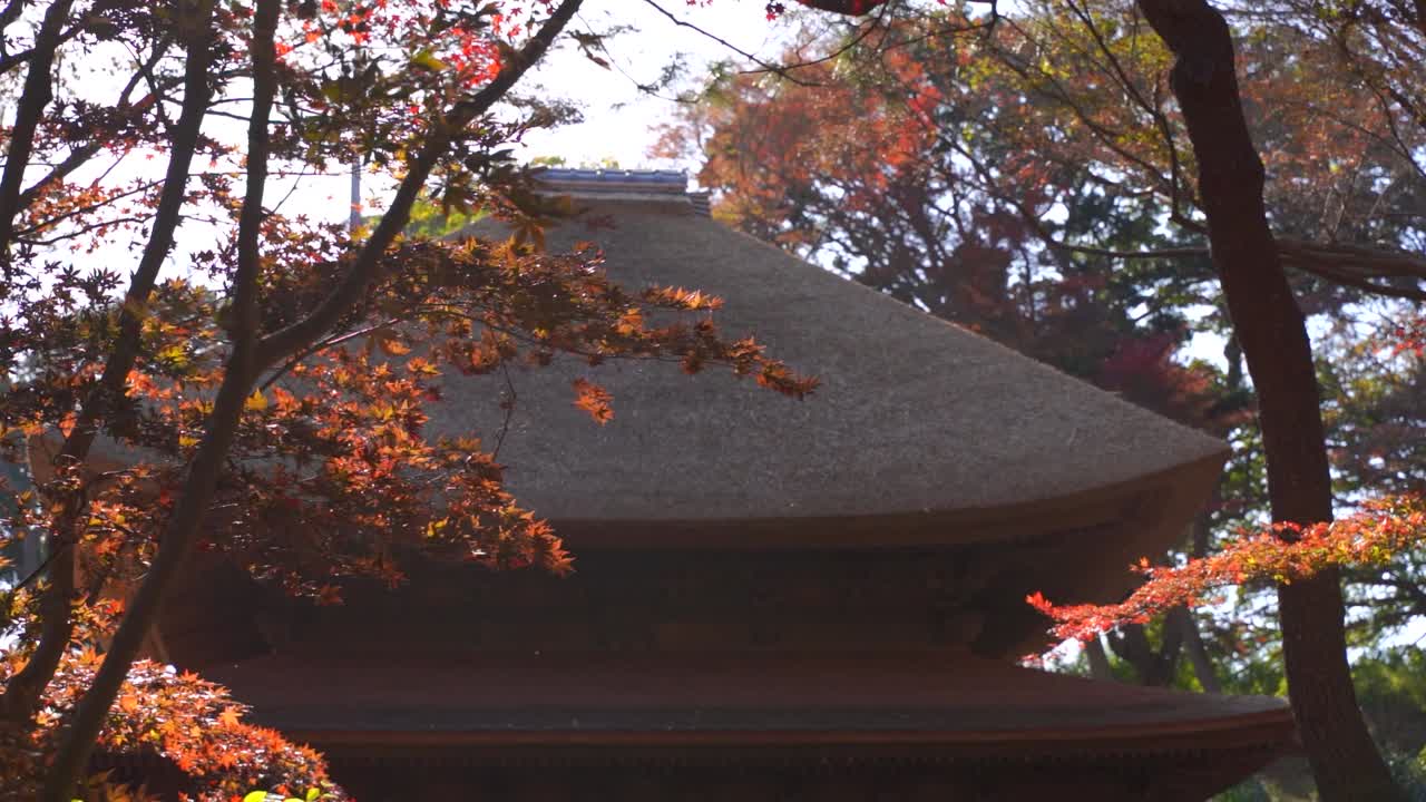los árboles de color rojo caen agitando suavemente contra el edificio tradicional japonés