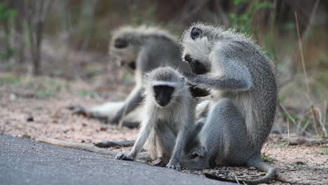 wide shot of three vervet monkeys grooming before starting to play in kruger national park