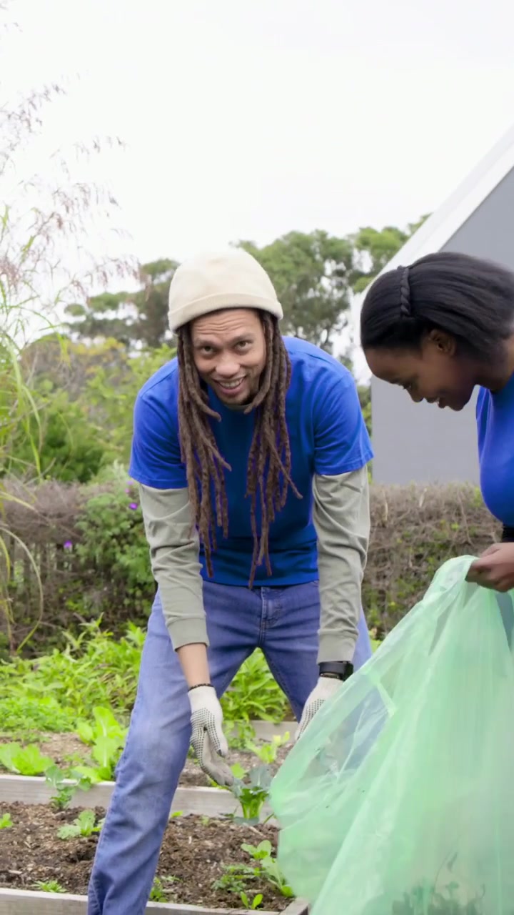 Vertical video: Entering left, blue tee man pulling weeds at garden, filling green bags for cleanup