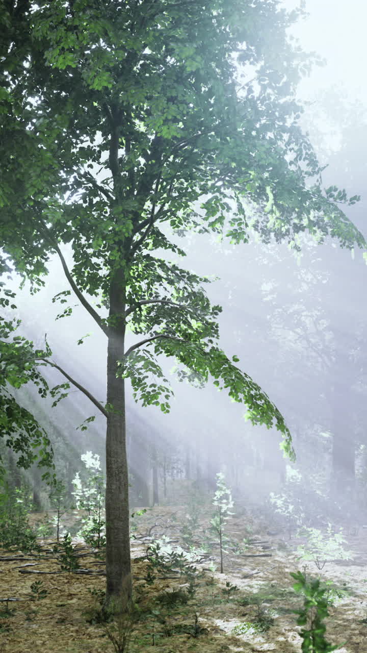 Sunlight filters through dense trees in serene forest landscape