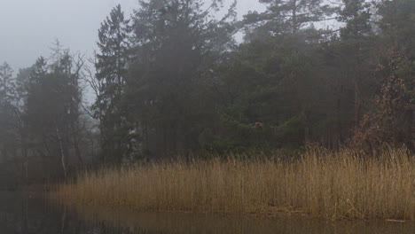 Zeitraffer-Von-Unheimlichem-Nebel,-Der-Sich-Um-Schilf-Am-Flussufer-Bewegt---HD-Ernte