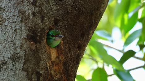 Blick-Aus-Seinem-Nest,-Ein-Elternteil-Schnurrbart-Barbet-Psilopogon-Incognitus-Legt-Seine-Eier-In-Einem-Loch-In-Einem-Baum-In-Thailand