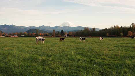 stationary shot of cows grazing in open pasture dairy farm in washington state with mount rainier and cascade foothills in background