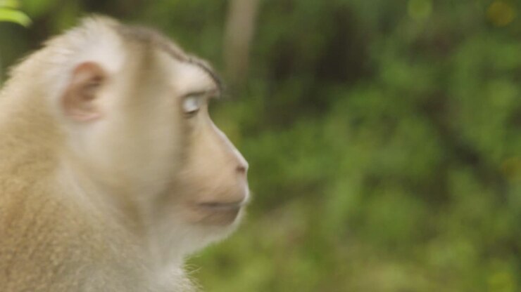 Scimmia Matura, Macaco dalla Coda di Maiale si Guarda Intorno con Espressione Faciale Confusa
