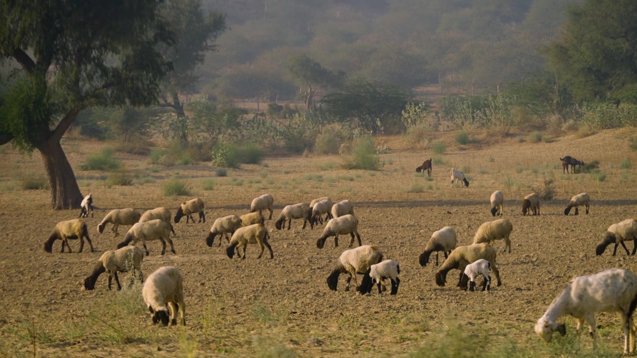 Grande gregge di pecore pascola attraverso una macchia arida e polverosa a Tharparker, Sindh.