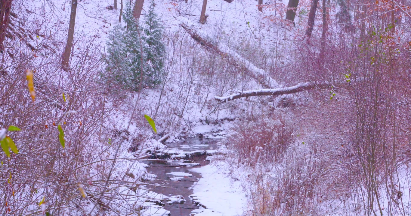 Scena di foresta invernale con neve che cade in 4K
