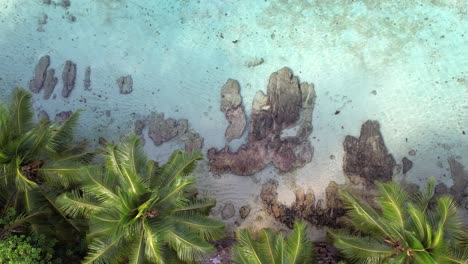 drone shot coconut palm trees, granite rock near the shore and fishes swimming, mahe seychelles