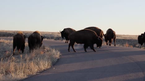 Una-Manada-De-Bisontes-Reunidos-Alrededor-De-Una-Carretera-En-El-Arsenal-De-Las-Montañas-Rocosas,-Colorado,-Ee.uu.