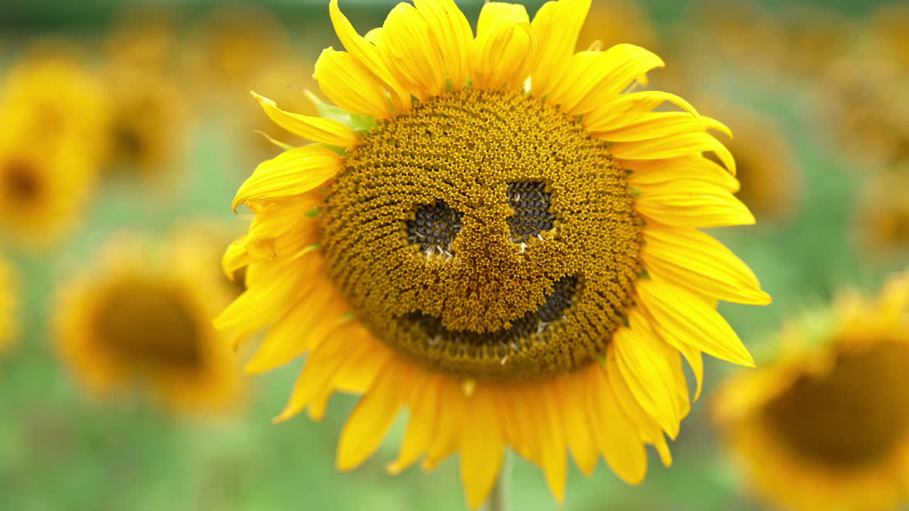 Racemes taken away from a sunflower to create a funny face. Distancing from a flower in the field. Blurred backdrop.
