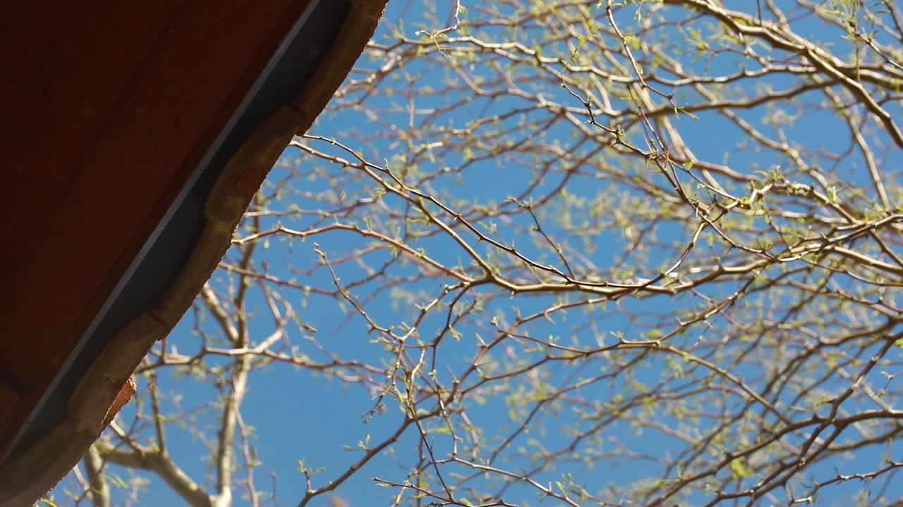 Handheld slow motion shot of bees flying in and out of a  tiled roofline.