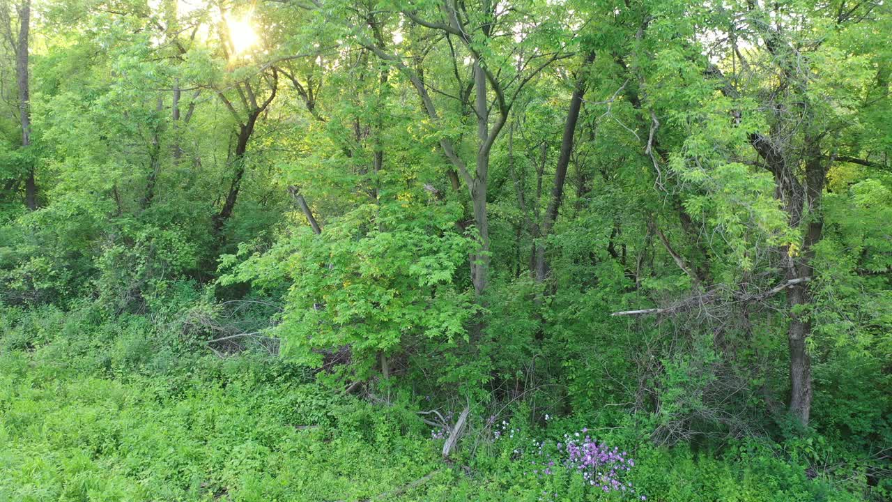 푸른 숲 위 의 해 가 지는 것