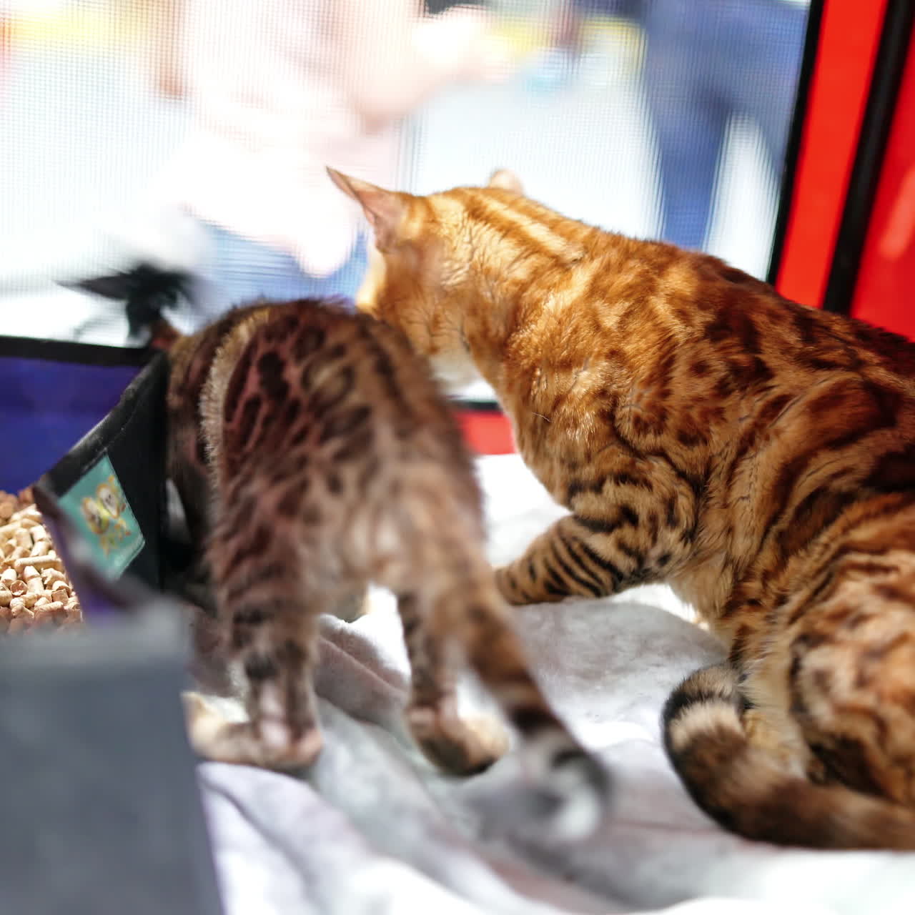 Bengal cat in a cage. Cat mother and kitten