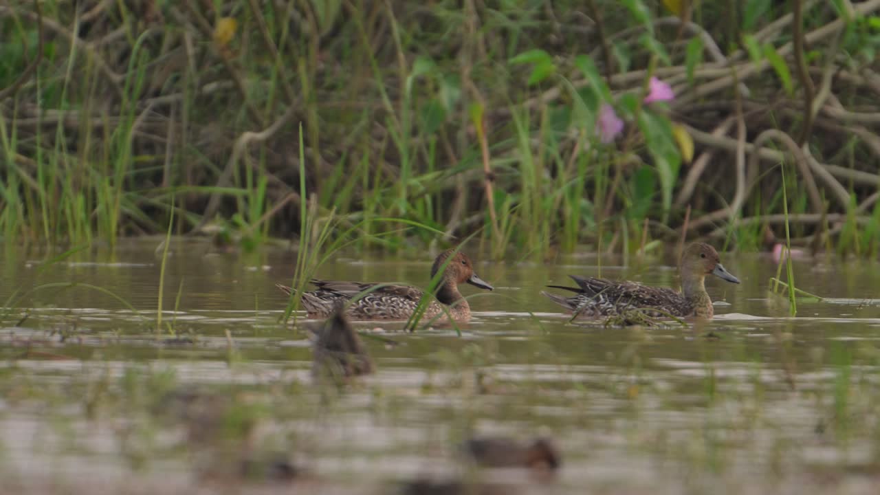 hembra de pato wigeon eurasiático en el humedal