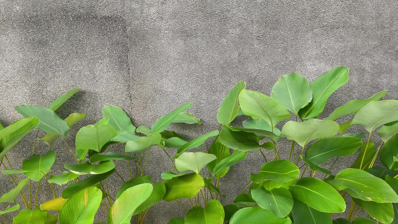 Piante rigogliose di Calathea Lutea crescono fitte insieme. Prosperano splendidamente davanti a un moderno muro di cemento. Il muro presenta una distintiva finitura in intonaco Shanghai.