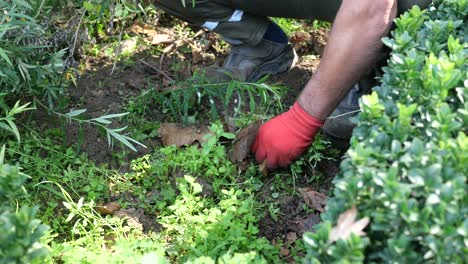 un hombre está arrancando malezas del suelo en un jardín.
