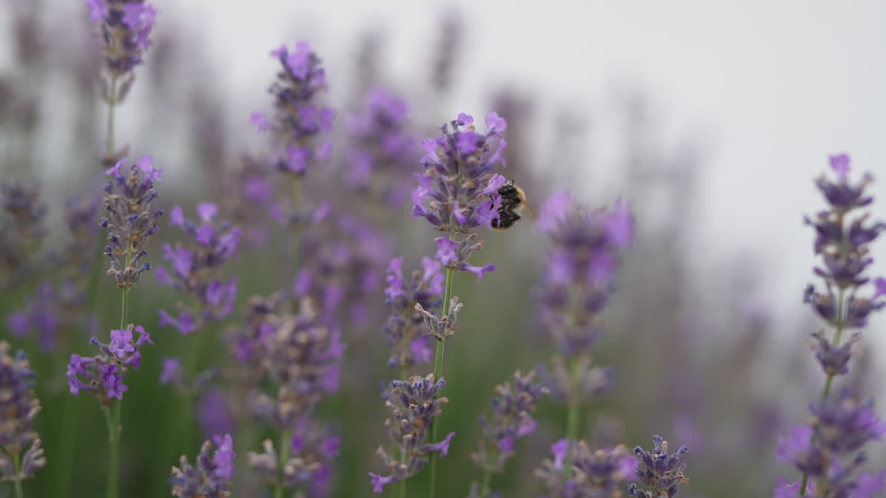 A bee pollinating blooming lavender flowers in the Swiss Alps, capturing the delicate beauty of alpine flora and the vital role of pollinators in mountain ecosystems