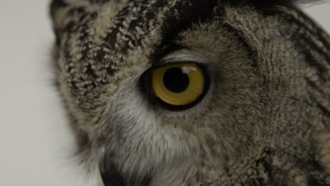 Extreme-close-up-eagle-owl-eye