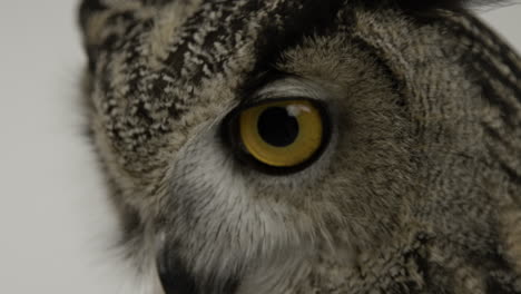 extreme close up eagle owl eye