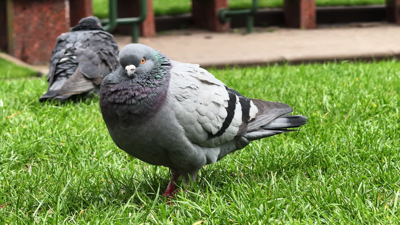 Pombos procurando comida na grama em um parque. Pombos buscam comida na grama verde em um parque tranquilo durante o dia.
