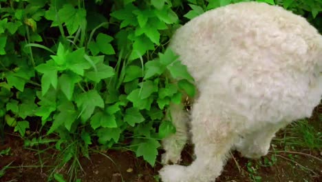 Perro-Blanco-Olfateando.-Caniche-Blanco-En-El-Jardín.-Búsqueda-Inteligente-De-Perros-En-Arbustos-De-Jardín