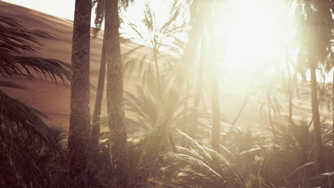 Der-Palms-Oasis-Trail-Ist-Eine-Der-Vielen-Beliebten-Wanderungen-Im-Nationalpark