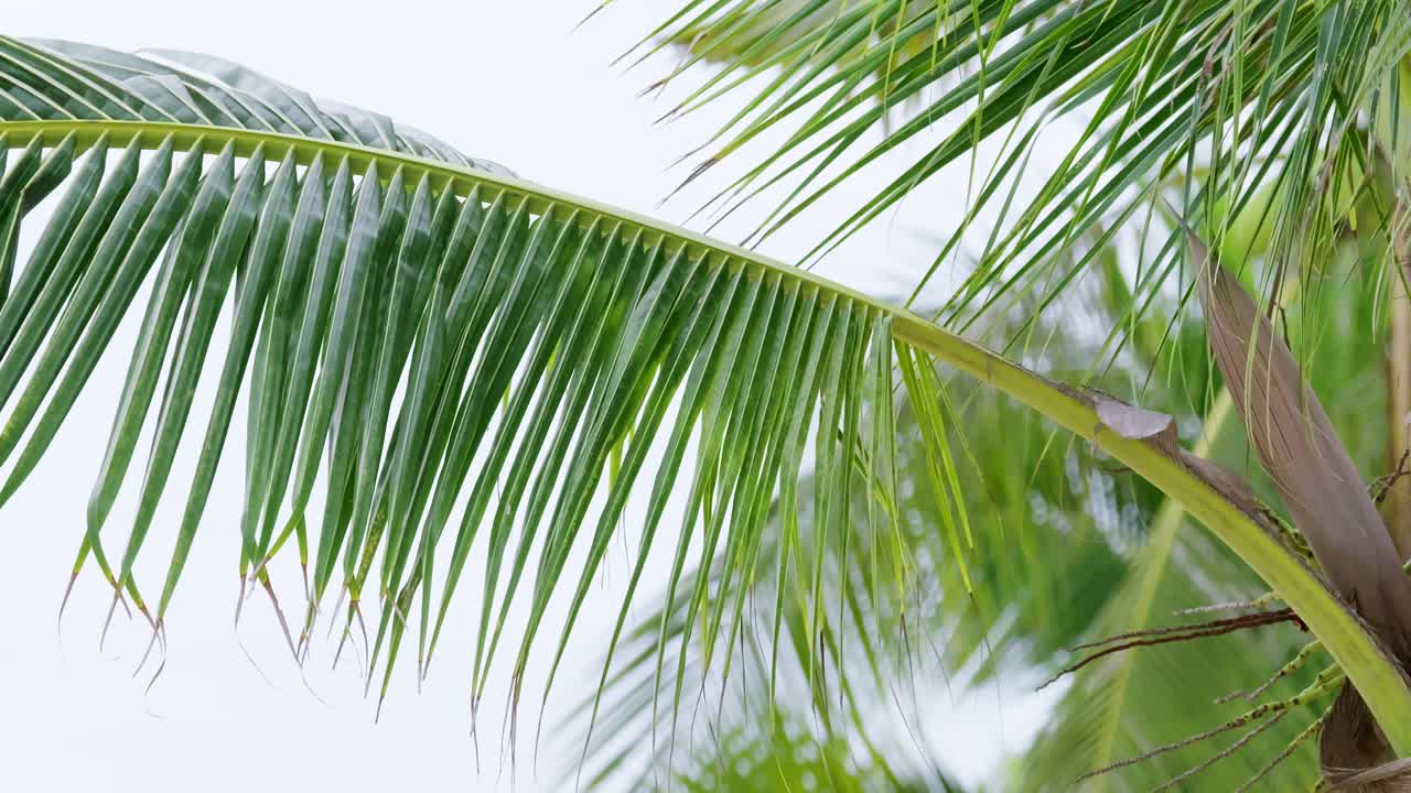 Experience the serene beauty of lush palm leaves swaying in a tranquil tropical setting.