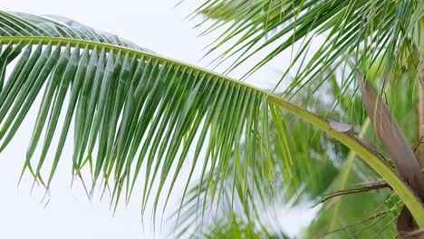 experience the serene beauty of lush palm leaves swaying in a tranquil tropical setting.
