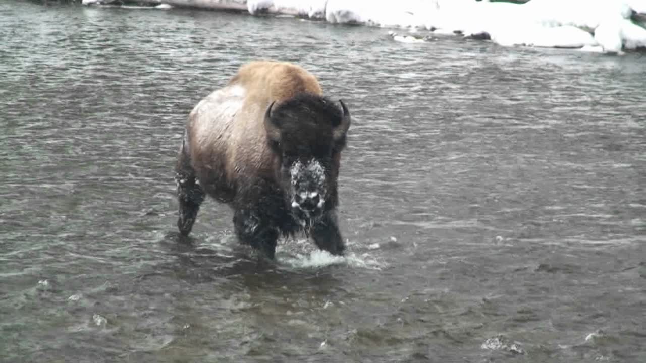 un búfalo cruza un río en la nieve en el parque nacional de yellowstone
