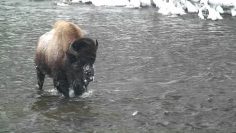 a buffalo walks across a river in the snow in yellowstone national park