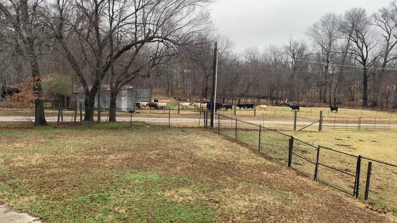 vacas entrando en un cobertizo en una granja de pacanas en oklahoma
