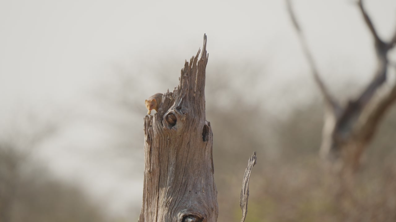 Slender mongoose peeks over dead tree trunk in Kruger National Park, South Africa. Alert small predator scans the savanna from a weathered snag in warm morning light.