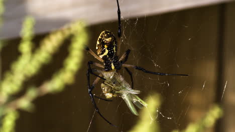 Saltamontes-Atrapado-Y-Envuelto-En-Una-Red-Por-Una-Araña-De-Jardín-Amarilla