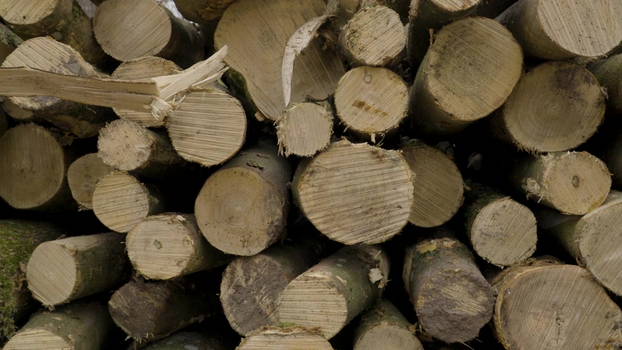 Deforestazione: molti tronchi tagliati. Sfondo di legno. Una catasta di legna da ardere preparata per l'inverno