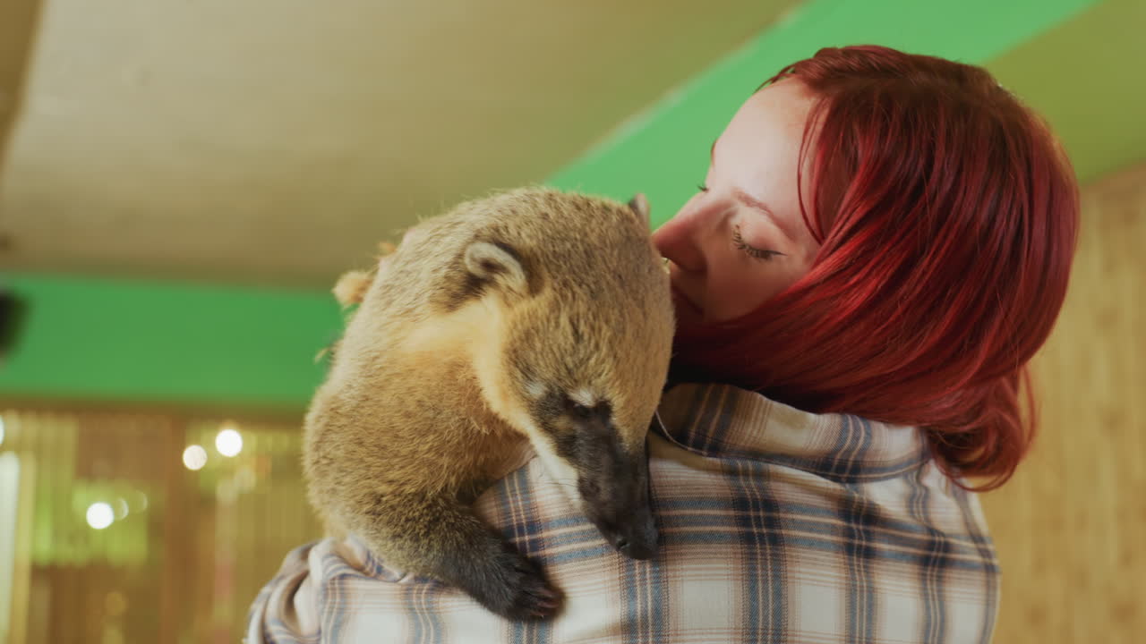 Donna dai capelli rossi che tiene un coati sulla spalla, santuario interno con soffitto verde e pareti in legno, giacca a quadri, volontaria soccorritrice e addetta alla fauna selvatica, tenero affetto e sguardo calmo, affettuoso
