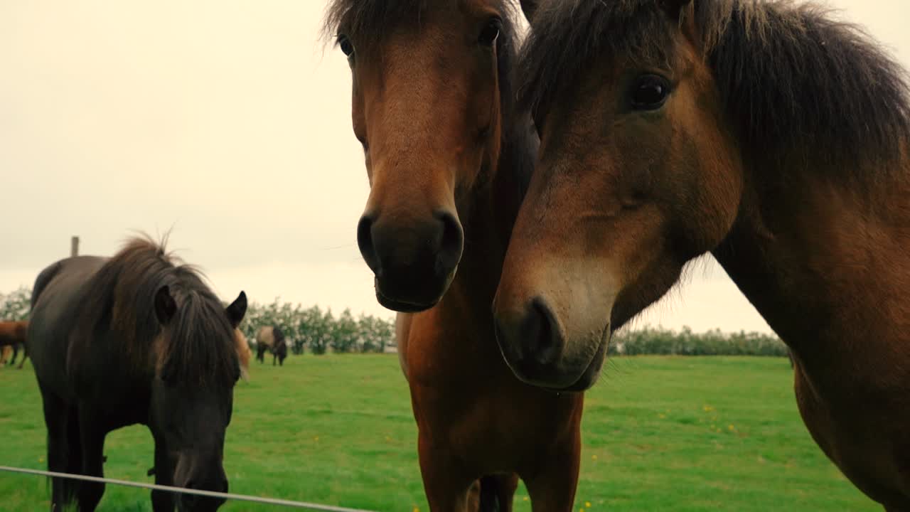 tomas de amistosos caballos islandeses en la granja