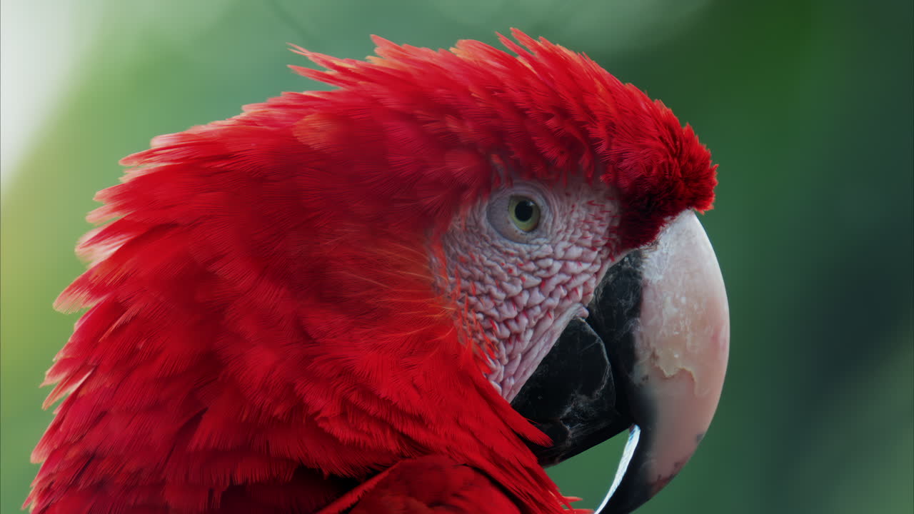 Close up of a red Macaw bird on a blurred background