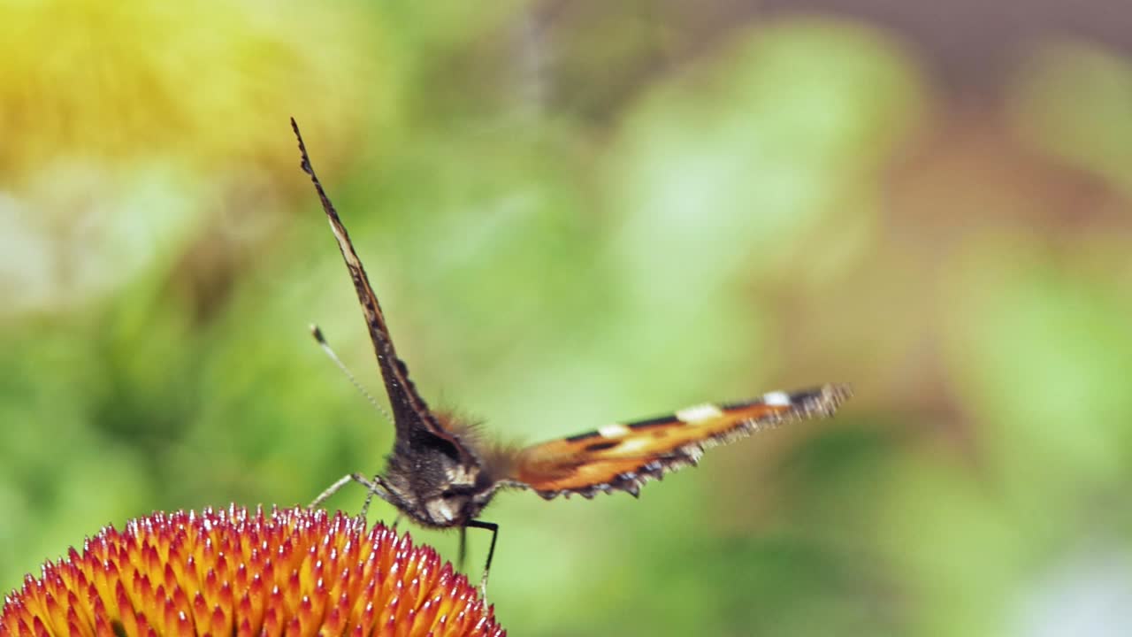 un primer plano extremo de una pequeña mariposa naranja de concha que recoge el néctar de la equinácea púrpura sobre fondo verde